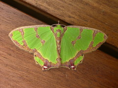 Agathia pisina