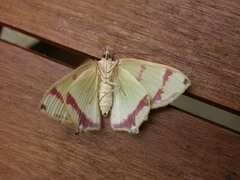 Agathia pisina