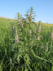 Leonurus glaucescens