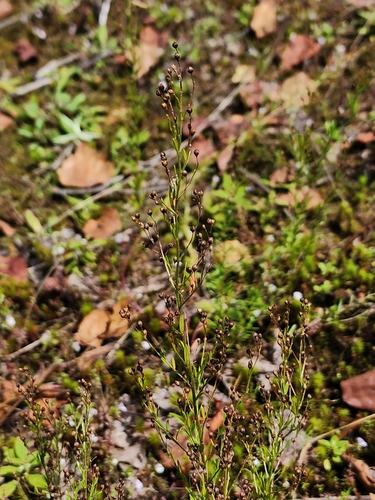 Image of Lechea intermedia by (c) Étienne Léveillé-Bourret, some rights reserved (CC BY)