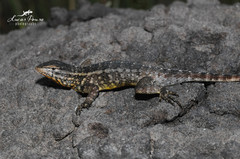 Rodrigues' Lava Lizard photo 4