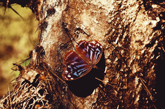 Myscelia ethusa ethusa