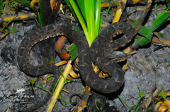 Bothrops neuwiedi