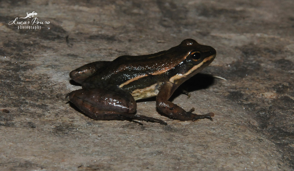 Minas Gerais Spinythumb Frog