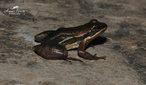 Crossodactylus trachystomus - Photo (c) Lucas Pousa, some rights reserved (CC BY-NC), uploaded by Lucas Pousa