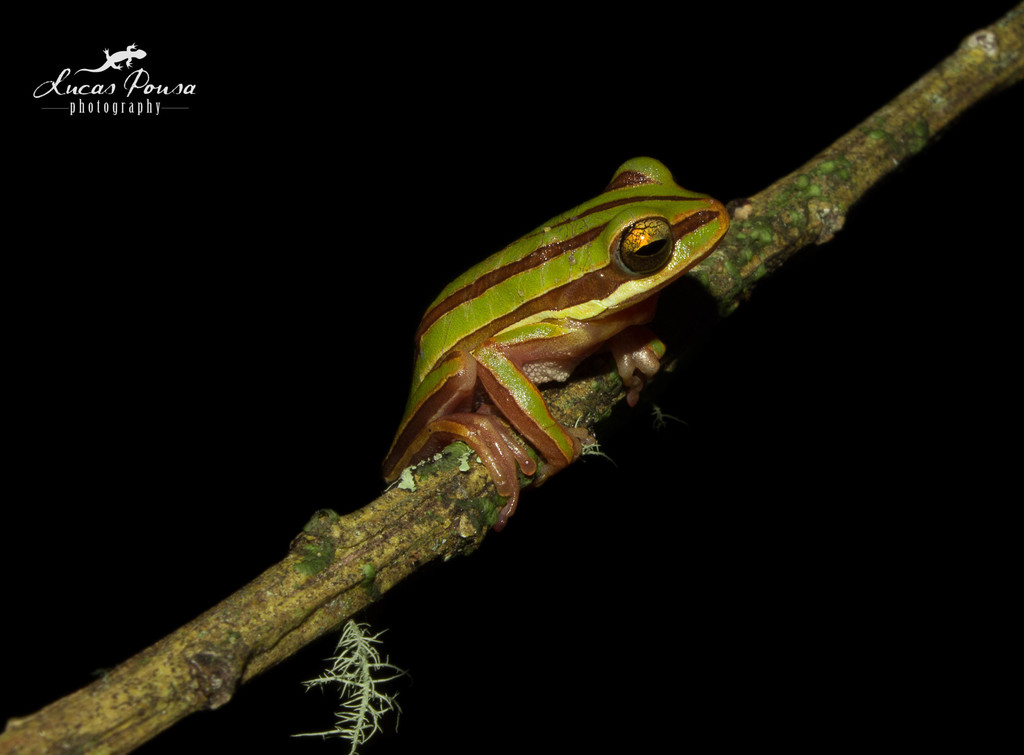 Pajamas Treefrog