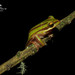 Pajamas Tree Frog - Photo (c) Lucas Pousa, some rights reserved (CC BY-NC), uploaded by Lucas Pousa