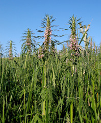 Leonurus glaucescens