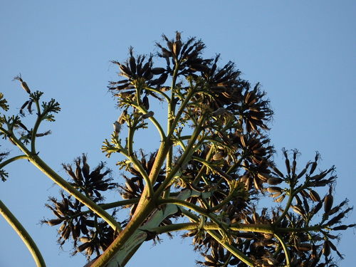 Agave americana
