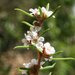 Taxandria angustifolia - Photo (c) geoffbyrne, algunos derechos reservados (CC BY-NC)