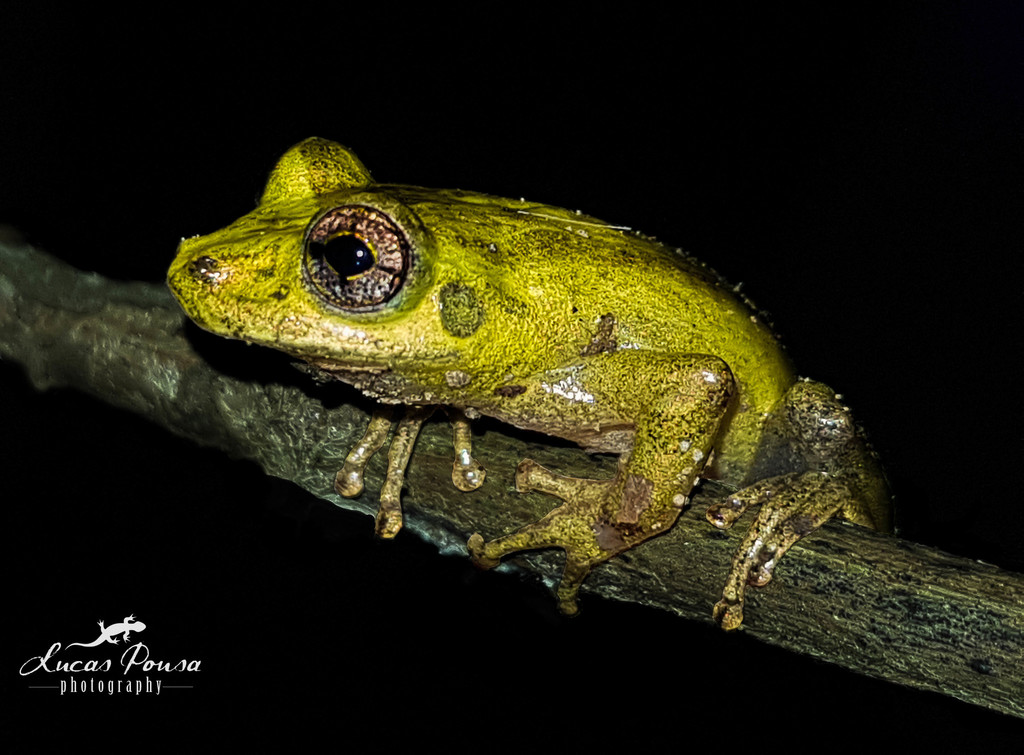 Santa Barbara Snouted Treefrog