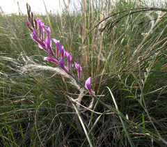 Astragalus varius