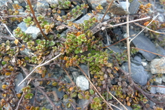 Veronica decora