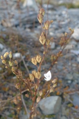 Veronica decora