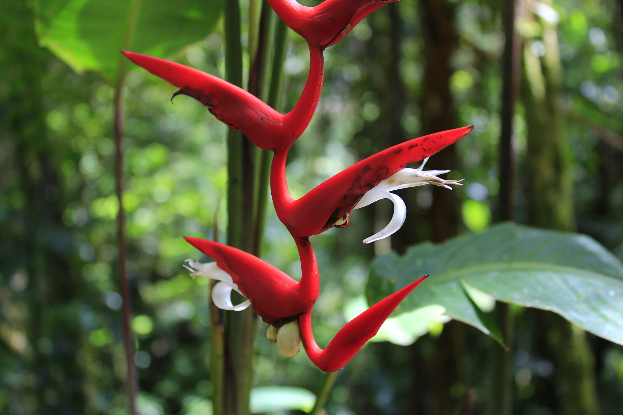 Heliconia pendula