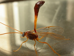 Enicospilus sausi