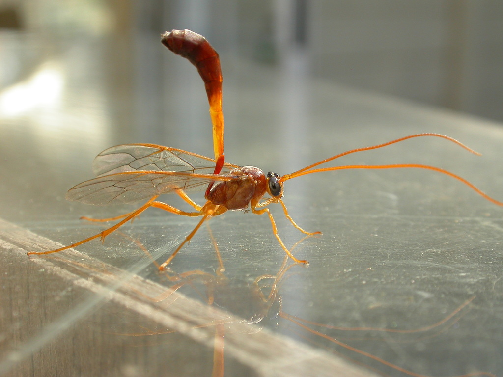 Enicospilus sausi