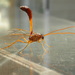 Enicospilus sausi - Photo (c) Donald Hobern, alguns direitos reservados (CC BY)