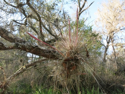 Tillandsia bartramii image