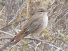 Cercotrichas galactotes