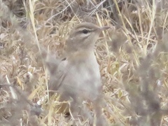 Cercotrichas galactotes