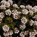 Taxandria spathulata - Photo (c) geoffbyrne,  זכויות יוצרים חלקיות (CC BY-NC)