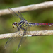 Yellow-lined Skimmer - Photo (c) Jim Johnson, some rights reserved (CC BY-NC-ND)