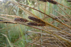 Carex flagellifera