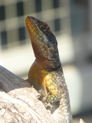 Tropidurus catalanensis