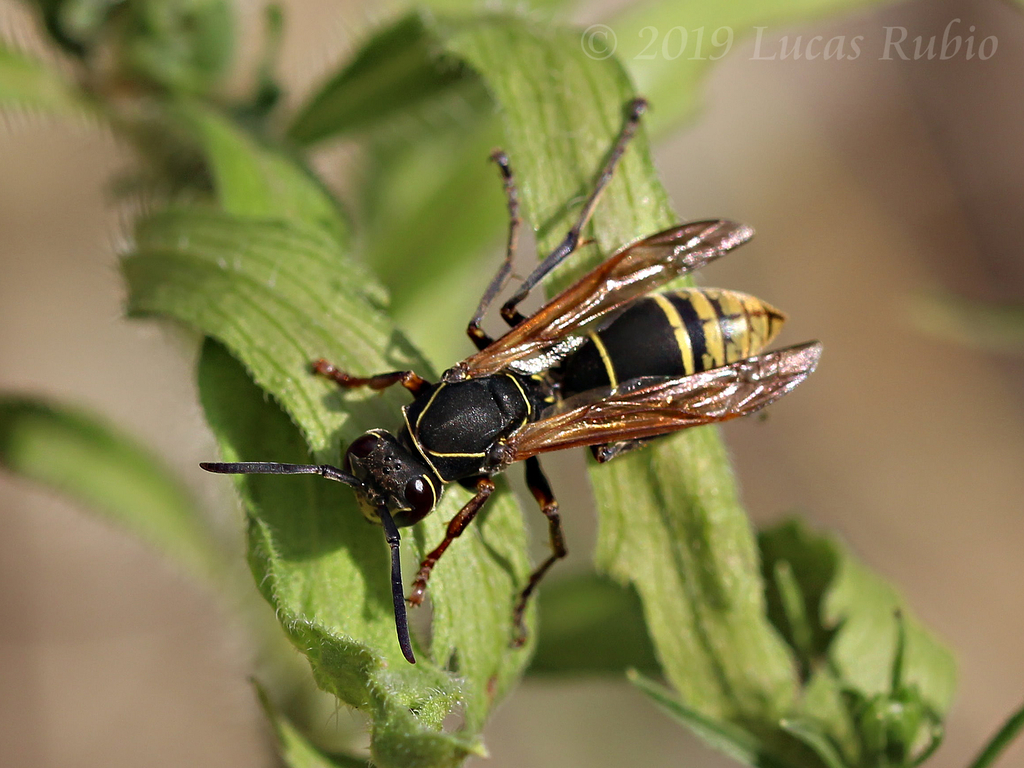 Polistes cinerascens