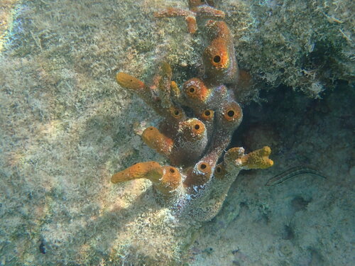 Photo of Yellow-brown rope sponge (Aplysina fulva)