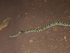 Bothrops neuwiedi