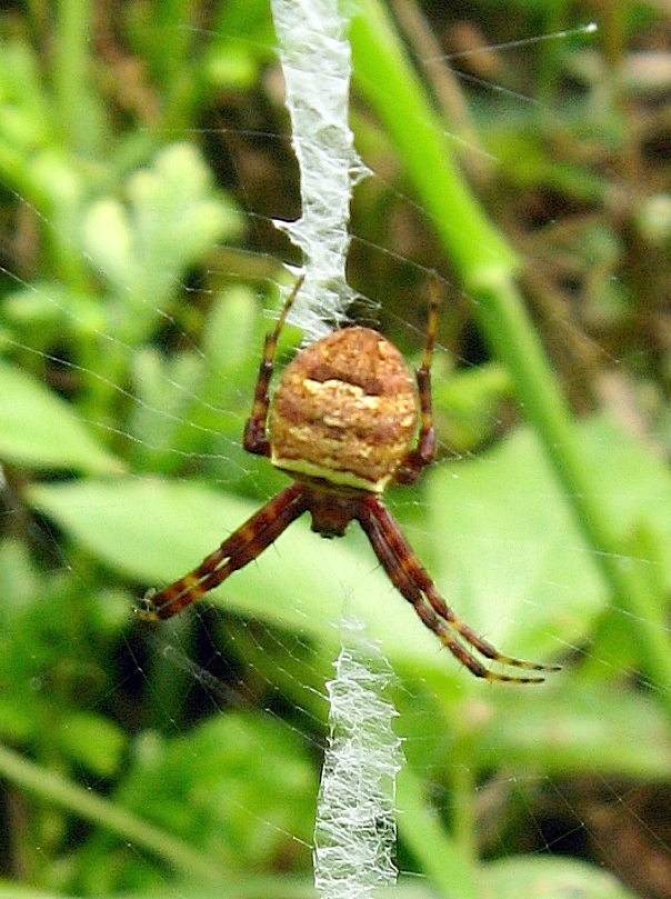 Gea bituberculata