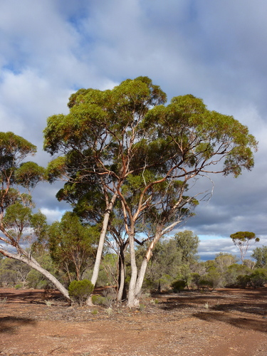 Barlee Red Morrell (Eucalyptus grasbyi)