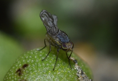 Trixoscelidinae