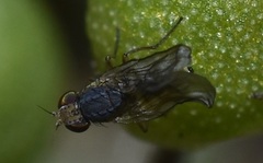 Trixoscelidinae