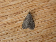 Nola pleurosema