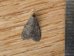 Nola pleurosema