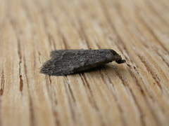 Nola pleurosema