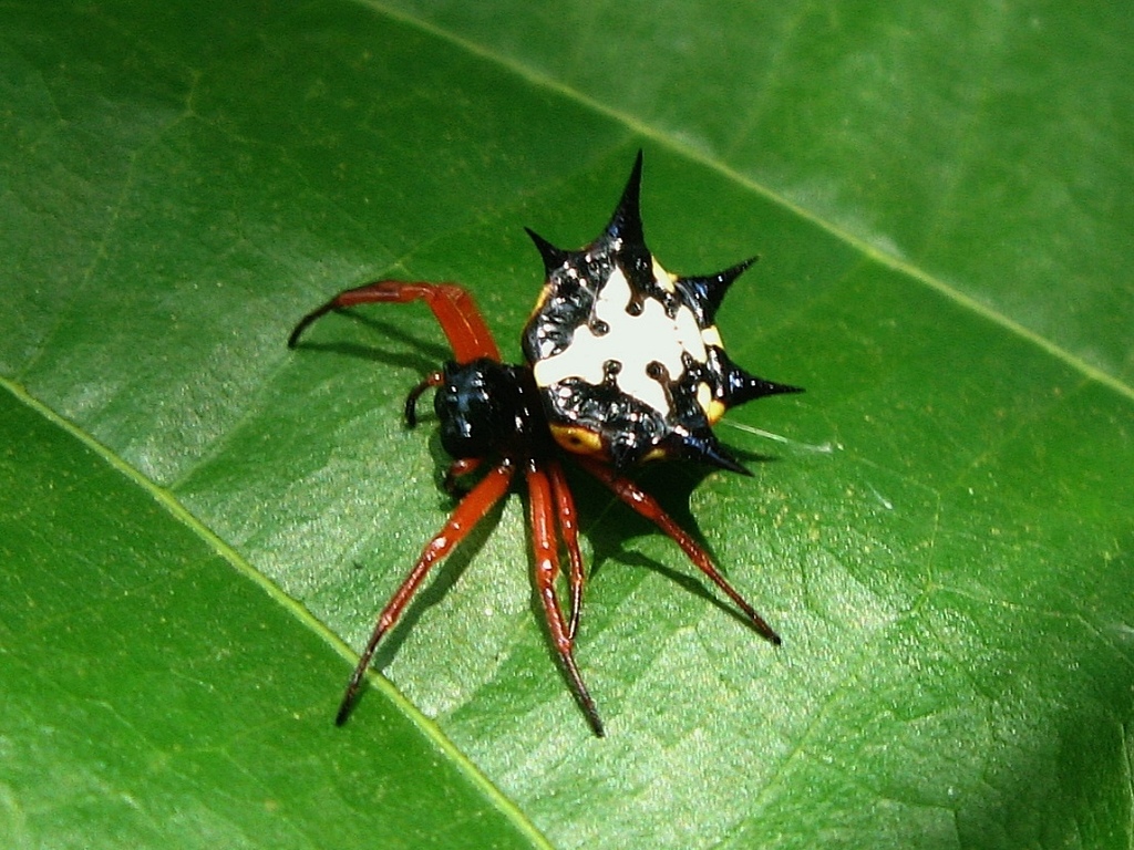 Gasteracantha theisi