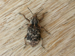 Rhinaria convexirostris