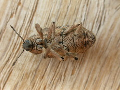 Rhinaria convexirostris