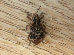 Rhinaria convexirostris