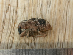 Rhinaria convexirostris