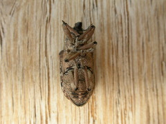 Rhinaria convexirostris