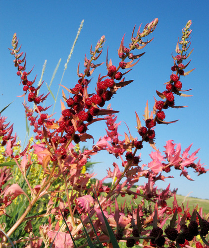 Strawberry Goosefoot