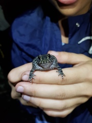 Proceratophrys cururu