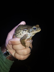 Rhinella rubescens