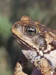 Rhinella rubescens