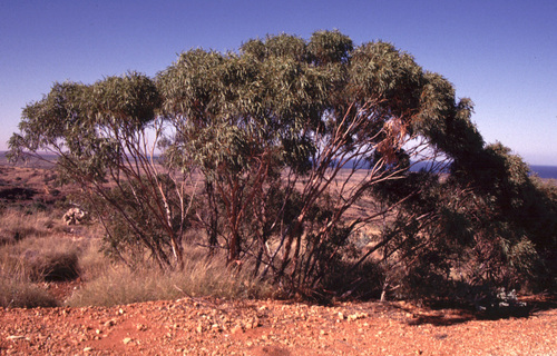 Eucalyptus ultima 2